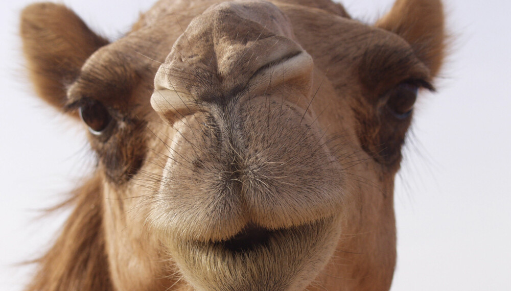 En kamel i veikanten er ikke dagligdags i Sverige. (Foto: Peter Caulfield)