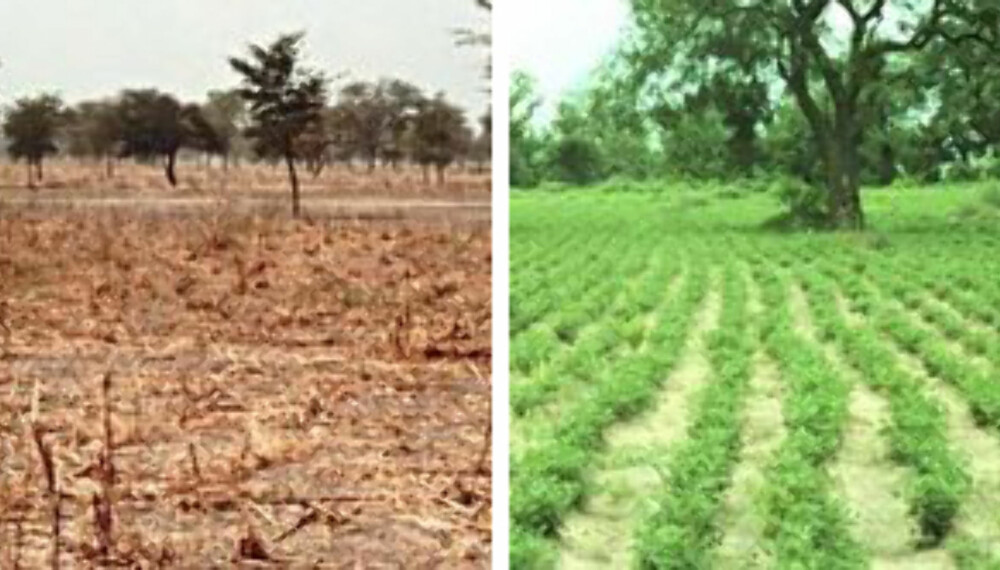 Bilde fra Niger. På venstre side slik det ser ut under en tørkeperiode, og til høyre slik det er vanligvis. (Foto: Molly Brown/NASA)