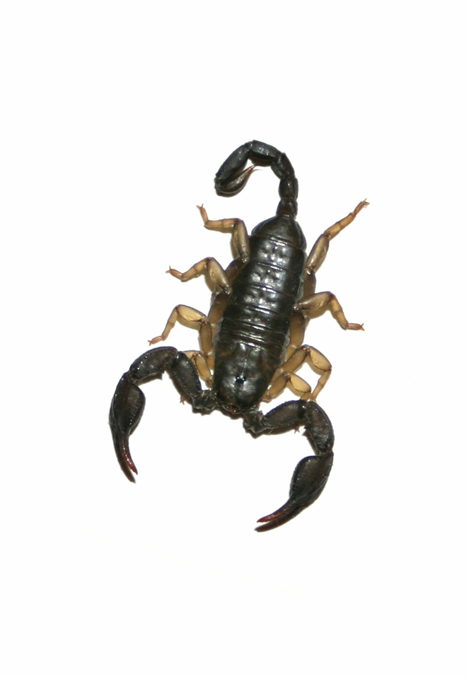 Fant verdens største skorpion