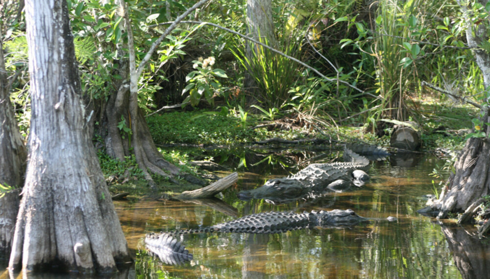 Det finnes mengder av alligatorer i sumpen i Florida. Foto: Elvis Santana