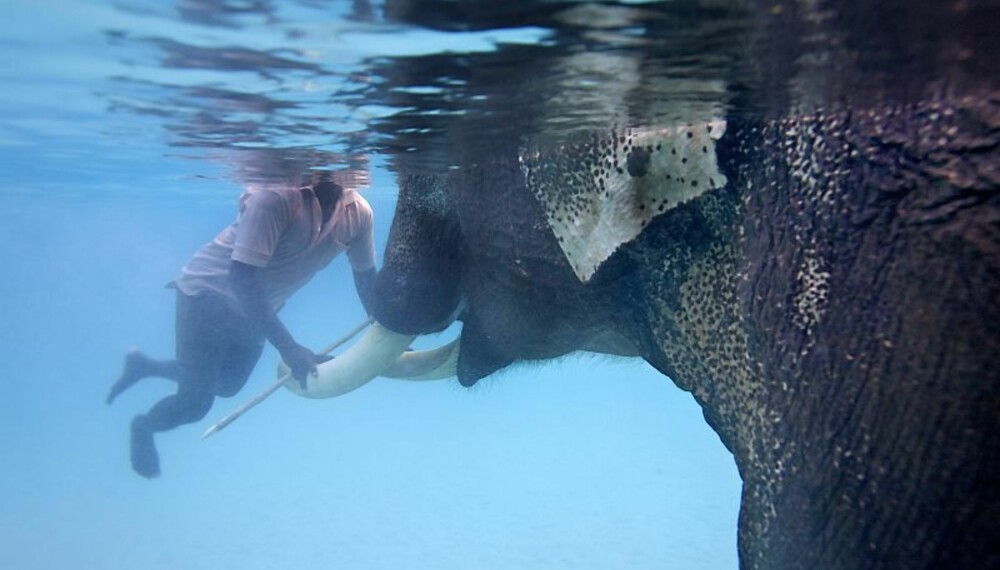 Svømmer med elefanter: Kjendiselefanten Rafes går en usiker fremtid i møte - og trenger hjelp fra Norge.