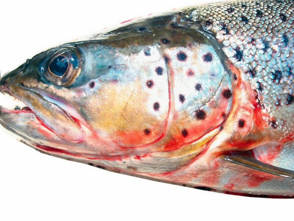 Fiskeklar?
