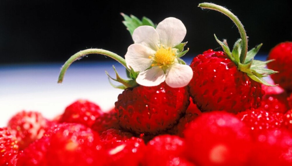 Friske, søte jordbær er både gode og sunne.