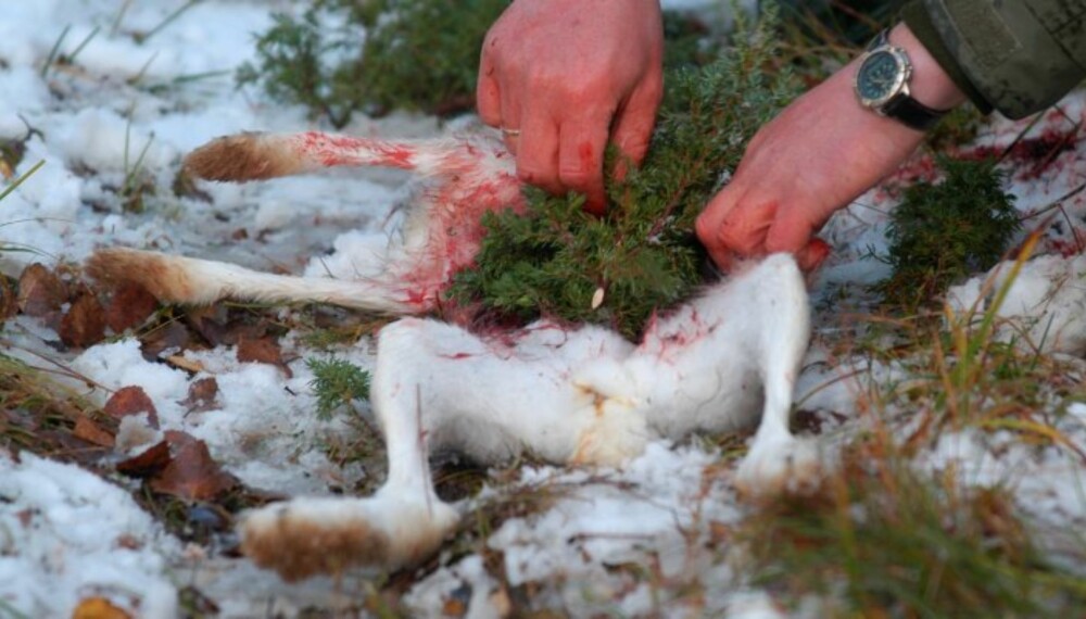 PASS PÅ: Å slakte tularemi-smittet hare kan få dramatiske konsekvenser. (Foto: Thor Olav Moen)