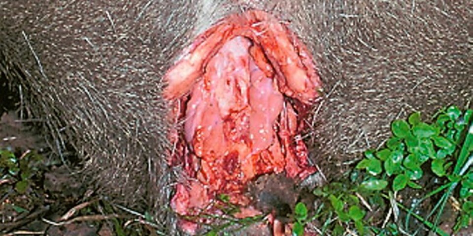 BAK: Ved å skjære rundt endetarm og urinvei under halen, åpnes viltet bak. Som bildet viser er det ofte mye fett i hulrommet. (Foto: Dag Kjelsaas)