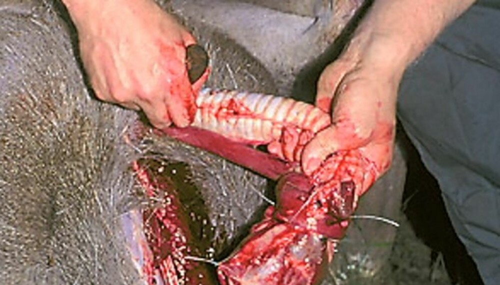 FORAN: Her er spiserøret knytt rundt luftrøret for å hindre søl når jegeren seinere skal dytte organene gjennom brysthulen. (Foto: Dag Kjelsaas)