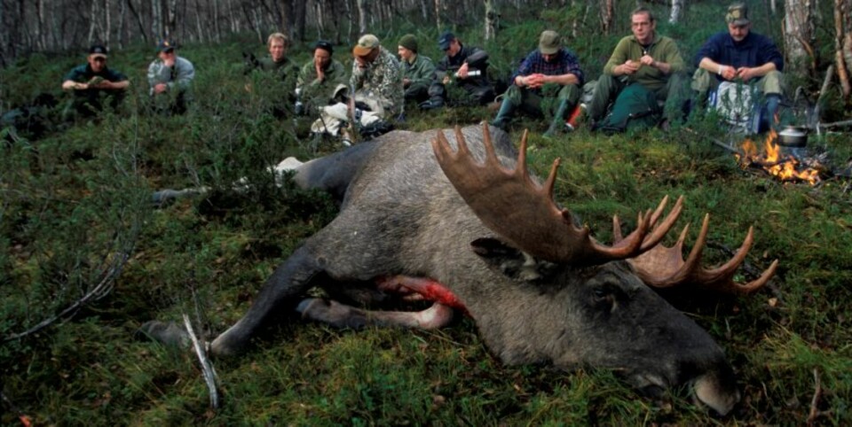 STOROKSEFALL: Av og til lykkes man i å felle storoksen likevel (Foto: Bjørn Brendbakken)