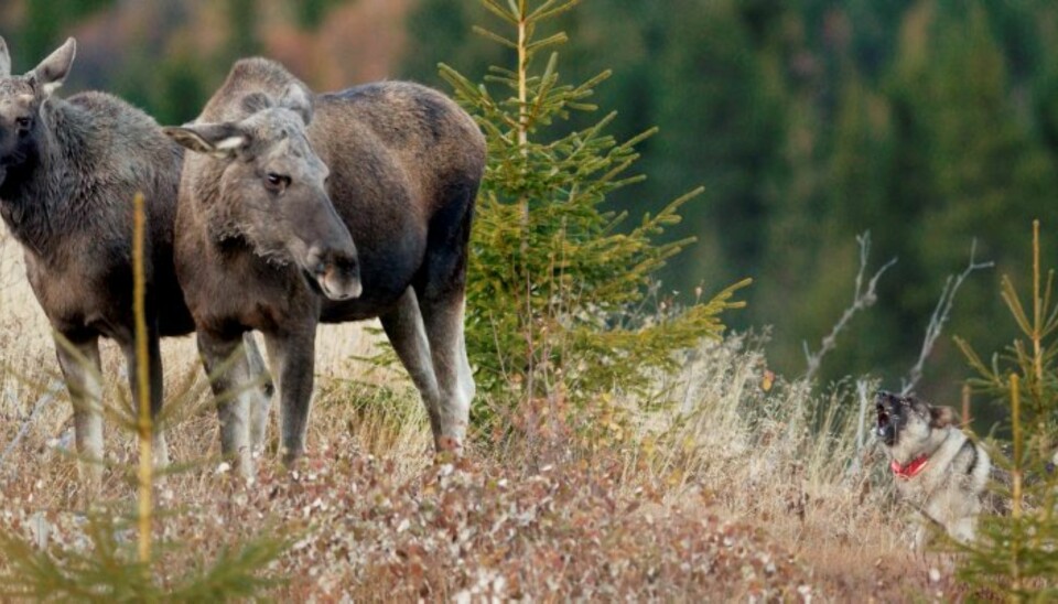 TAKTFAST: En god standhund kan holde losen taktfast og jevnt i time etter time (Foto: Yngve Ask)