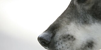 Hund og luktesans: Luktesansen er livsnødvendig for hundedyrene, og jakthunders gode luktesans er dessuten framelsket gjennom bevisst avl. (Foto: Thor Olav Moen)