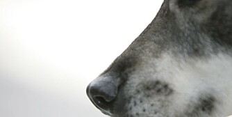 Hund og luktesans: Luktesansen er livsnødvendig for hundedyrene, og jakthunders gode luktesans er dessuten framelsket gjennom bevisst avl. (Foto: Thor Olav Moen) Hund og luktesans: Luktesansen er livsnødvendig for hundedyrene, og jakthunders gode luktesans er dessuten framelsket gjennom bevisst avl. (Foto: Thor Olav Moen)