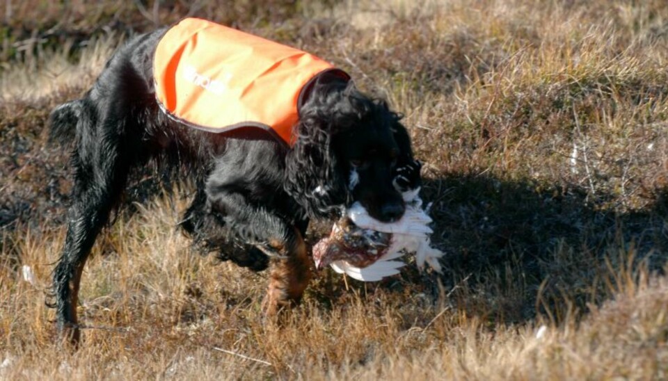 Valg av hund er ikke lett, og det er et viktig valg. Du har jaktkameraten, gode eller dårlig, i mange år. Her en gordonsetter med rype. (Foto: Thor Olav Moen)