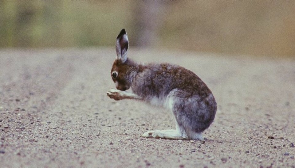 REDDHARE: Ikke redd, men fabelaktig god til å flykte og gjemme seg! (Foto: Kenneth Johansson)