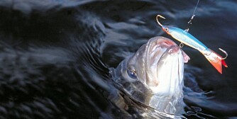 HAVABBOR: Prøv gjerne denne fiskemetoden neste gang du skal fiske havabbor. (Foto: Bjørn M. Pettersen)
