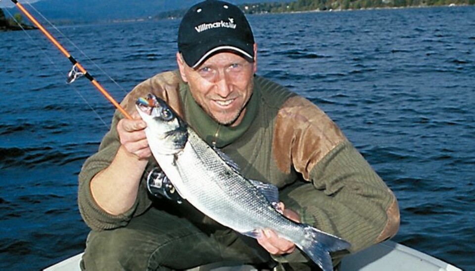 HAVABBOR: Denne flotte havabboren lot seg lure av en balansepilk. (Foto: Bjørn M. Pettersen)