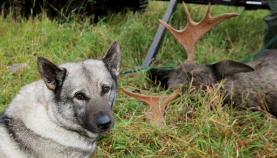 Fangskuddet er satt etter en lang dag og mange timers los. (Foto: Bjørn Brendbakken)