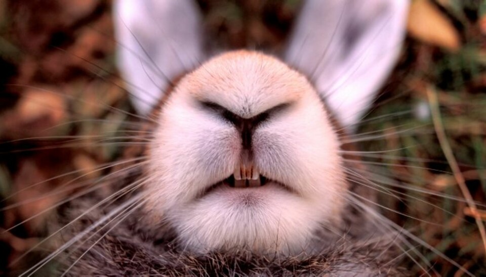 Nese for godt stoff? Da er nyhetsbrevet fra Villmarksliv noe for deg. (Foto: Tom Furuseth)