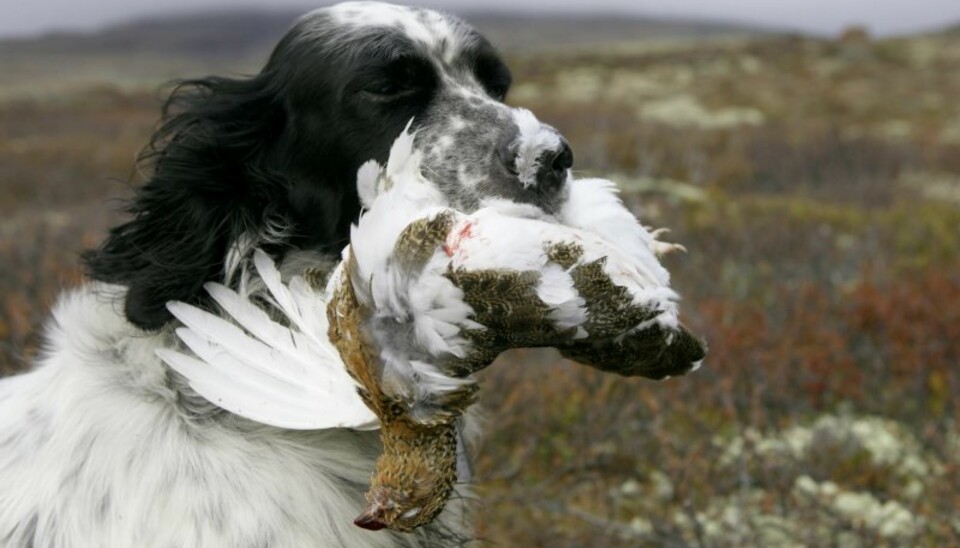 Rypejakt med engelsksetter er en stor del av livet til Leif Halvorsen. Hundetrening, skytetrening og rypejakt går hånd i hånd. (Foto: Dag H. Karlsen)