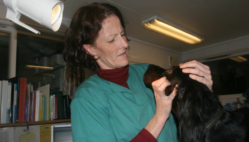 Sjekk tenner og øyne på hunden regelmessig. (Foto: Dag Kjelsaas)
