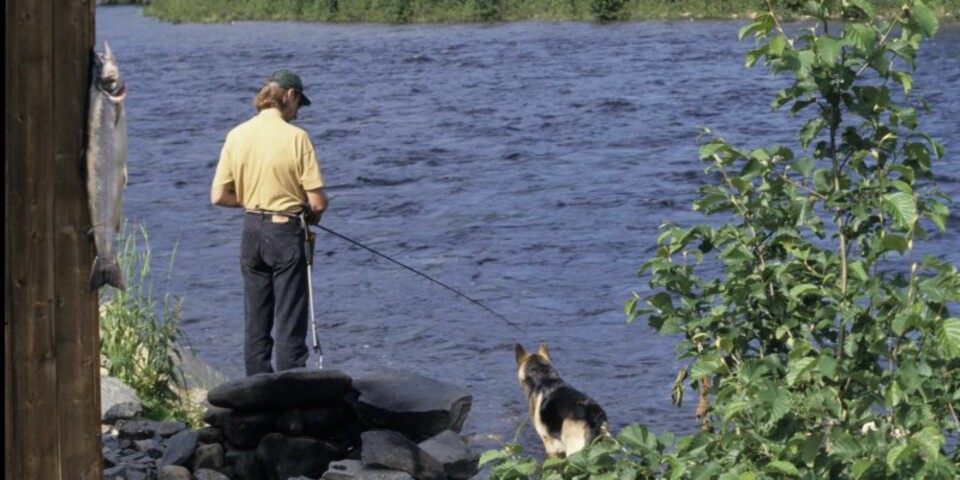 MARKFISKE krever full konsentrasjon. Selv storlaksen kan bite forsiktig, og det kreves mye erfaring for å tolke signalene som overføres gjennom stangtuppen. (Foto: Dag Kjelsaas)