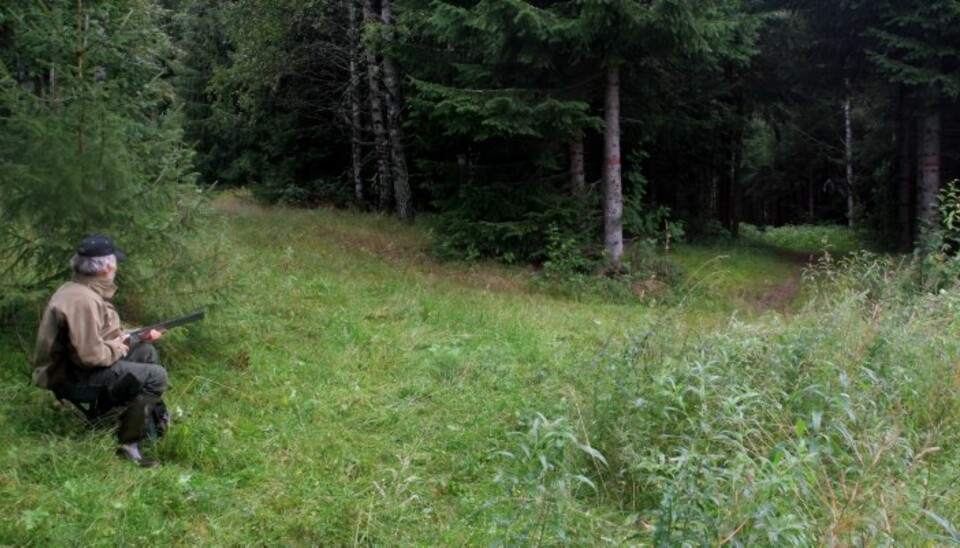 EN TYPISK hare- og revepost kan være der to stier møtes. Harejegeren kan sitte inntil ei gran, men ganske åpent, som her, mens revejegeren bør skjule seg mer. (Foto: Dag Kjelsaas)