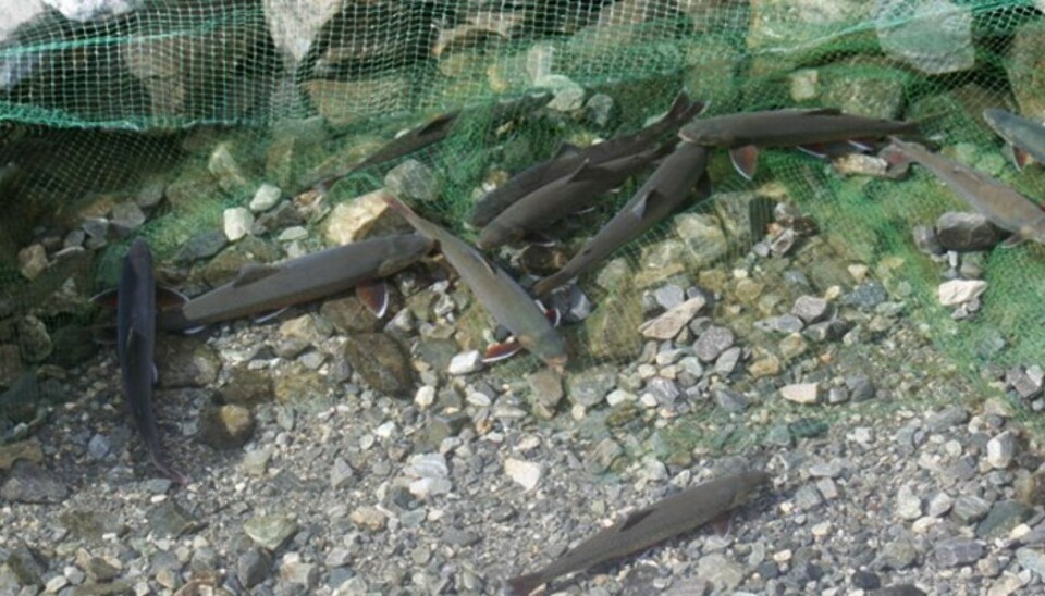 HOLD FISKEN LEVENDE: Flere halvkilosrøyer går i stengselet. Rett før avsluttet fisketur blir de tatt opp med håv, avlivet og renset. (Foto: Dag Kjelsaas)