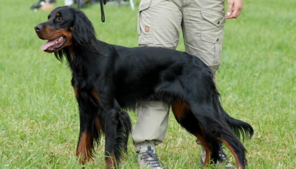 Gordonsetter - fosser fram!