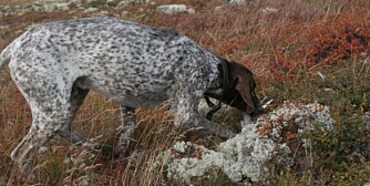 Korthåret vorsteher, eller en annen vorsteher, sikrer langt på vei en hund med jaktlyst. (Foto: Dag Kjelsaas)