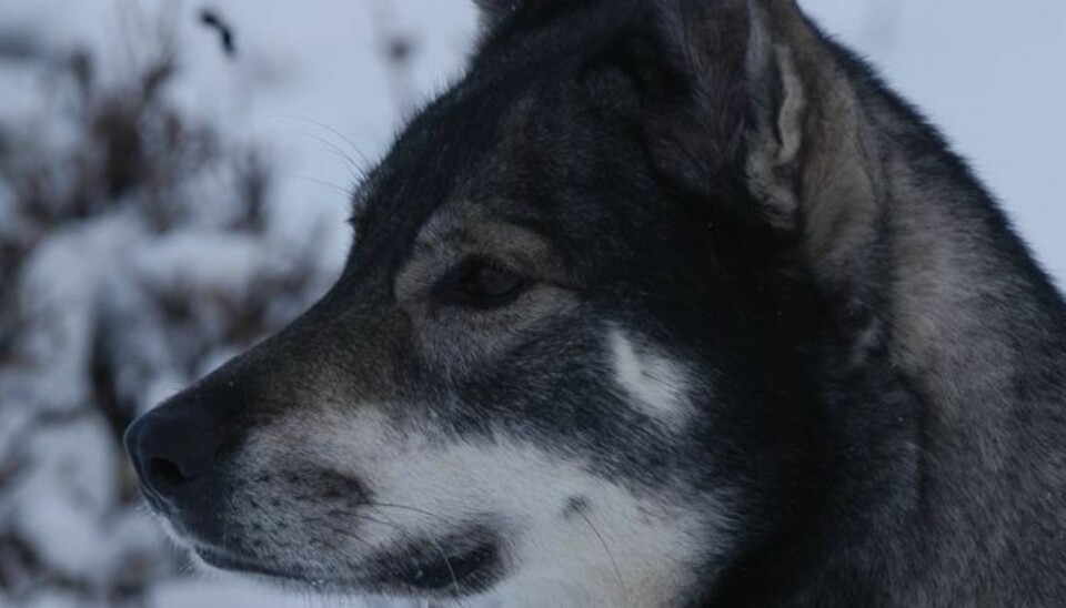 Jämthund er definitivt en elgspesialist, selv om den tidligere ble brukt både på rovdyr, fugl og elg. (Foto: Thor Olav Moen)