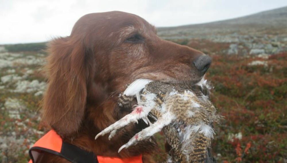 Irsksetter avles i Norge hovedsakelig på jaktegenskaper – og jakte gjør irsksetteren! (Foto: Dag Kjelaas)