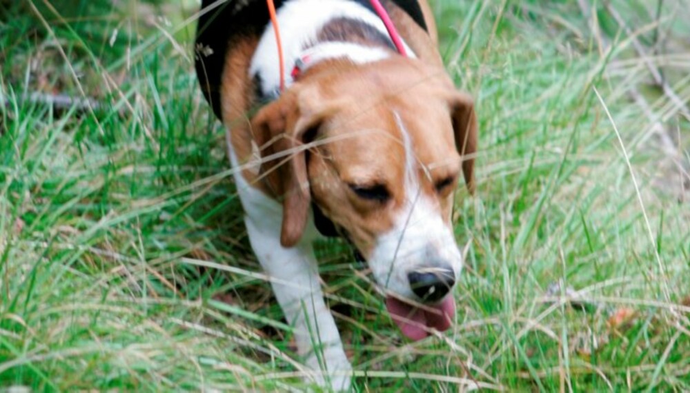 ALTERNATIV: Beaglen skal ikke sammenlignes med de egentlige støverne, den skal ses på som et alternativ! (Foto: Thor Olav Moen)