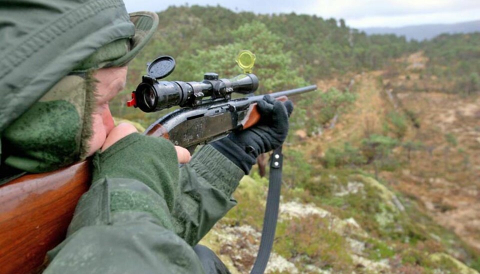 Når elgen skjelver i siktet