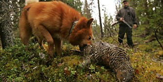 SPETSEN har funnet tiuren, og har skjelt til jegeren kom på skuddhold. Selv om hunden distraherer tiuren, er sansene likevel skjerpet, så skogsfugljegeren må ta det med ro under framrykningen. (Foto: Thor Olav Moen)