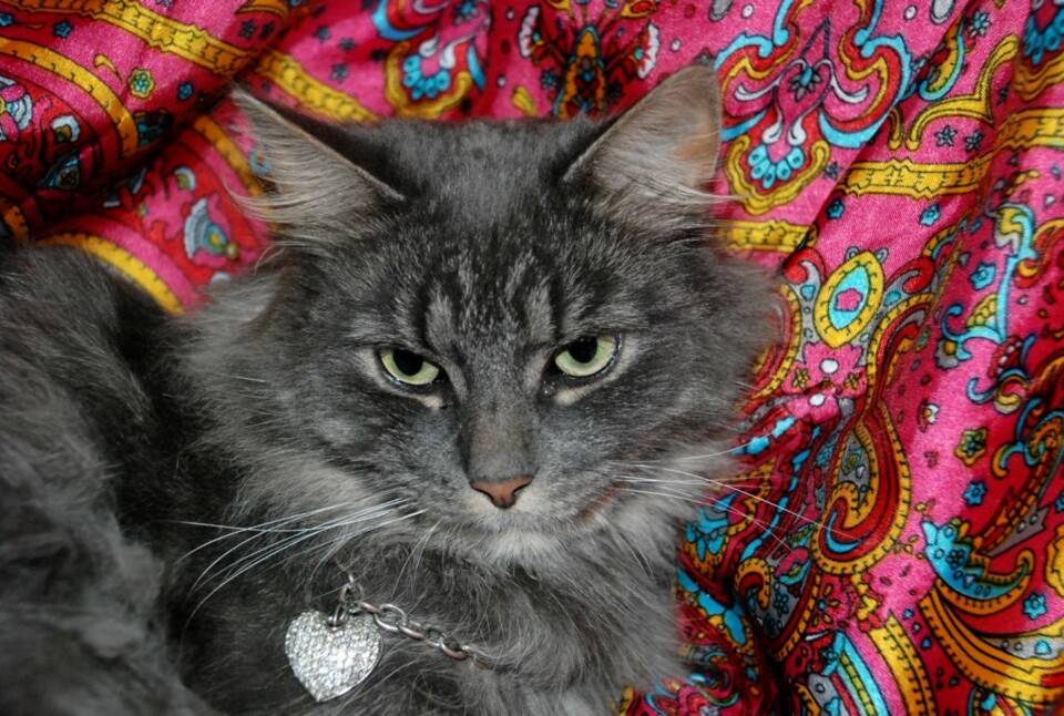 Familien har helgardert litt når de har gitt katten sin det velklingende navnet Kjell Unni.