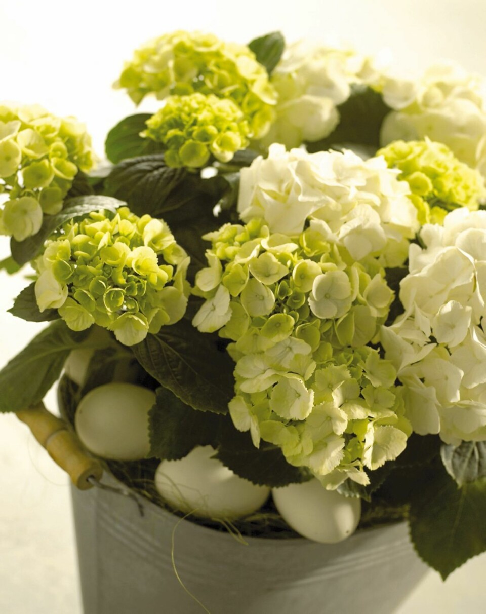 LAV HVIT: Hortensia finnes mest som forgrenede planter med masse blomster. Men plantene kan også dyrkes som små og lave, som passer i vinduskarmen. På denne tiden av året plasseres de helst direkte i sydvinduet.