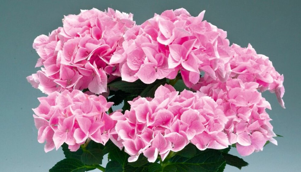 RØDROSA: Det botaniske navnet til hortensia er "Hydrangea" (gresk Hydro = vann og angeion = fat - vannfat). Navnet har den fått på grunn av de vakre og ofte fargeglade høybladenes fasong. Disse forveksles gjerne med blomster, men blomstene er små og uanselige og sitter i sentrum av høybladene.