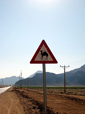 PASS OPP!:Langs norske veier har vi varselskilt for elg. Gjennom ørkenen er det kameler vi skal passe oss for.