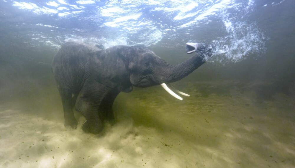 ELEFANT: Aldri sett en elefant på snorkeltur før? Planet Earth og BBC gir deg sjansen.
