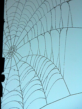 SPENNENDE SPINN: Edderkoppens spinn er sterke enn det meste. Derfor ønsker man å finne formelen og lage kunstig spinn.