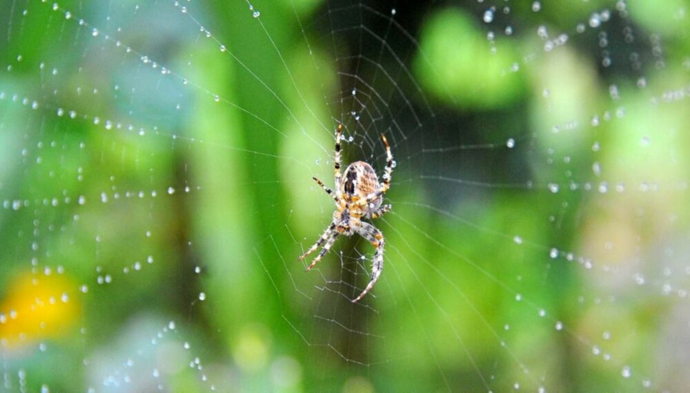 EDDERKOPPENS MYSTERIE: Spinnet til edderkoppene og dets egenskaper opptar forskerne. Ved Oxford har man nå kommet et skritt nærmere formelen bak spinnets spennende egenskaper.