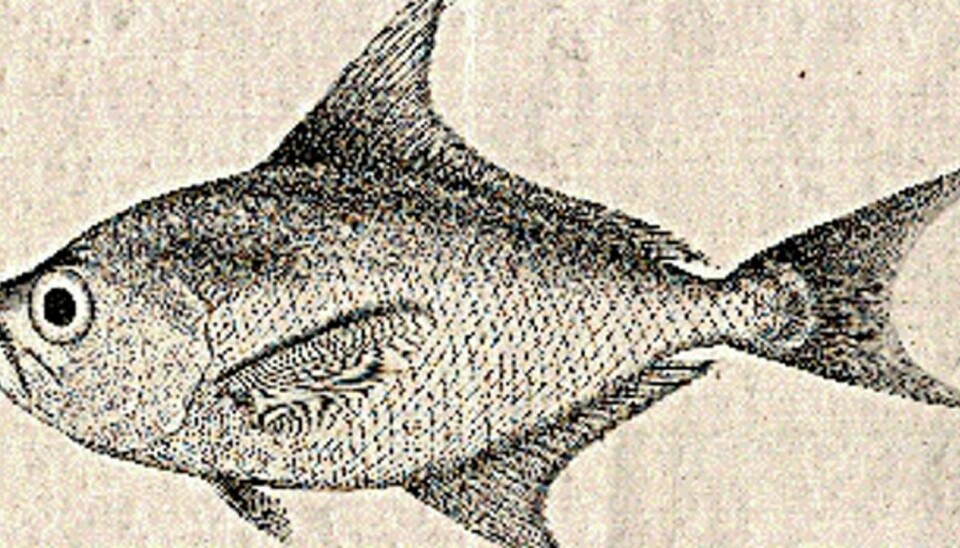 SJELDEN FANGST: Illustrasjon til Esmarks beskrivelse av Brama raschii fra 1862. I dag heter fisken Tarctes asper, eller høyfinnet havbrasme på norsk. Arten tas sporadisk i norske farvann, og dette individet ble fanget i Altafjorden, Finnmark i 1960 og er oppbevart ved Fiskeavdelingen til Zoologisk museum i Oslo.