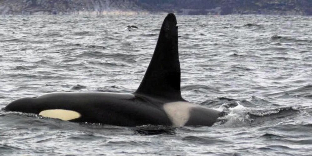 JEGER: Kanadiske og amerikanske ""Killer whales"" lukter laks på lang vei.