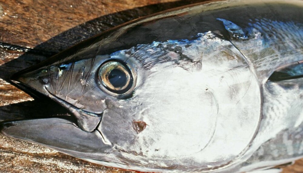 TUNFISK: Makrellstørja kan dykke ned mot 1600 meter og vandre lange strekninger.