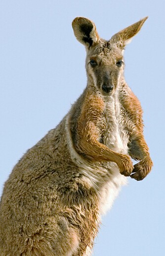KENGURU-GEN: Forskerne har funnet 14 nye gener hos kenguruen, og det samme kan bli oppdaget hos mennesker.