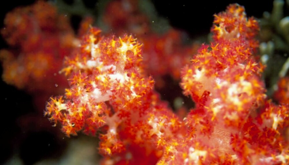 SÅRBART ØKOSYSTEM: En femtedel av korallene er tapt.