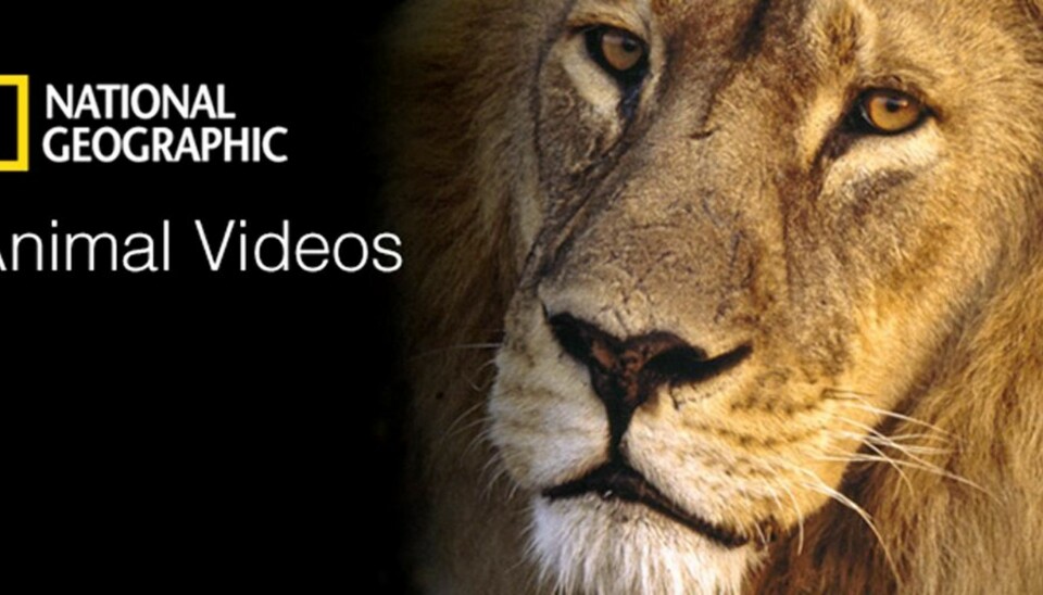 IKKE HER: TV-nettsteet Hulu.com er en glimrende amerikansk tjeneste som samarbeider med ledende kanaler som CNN og National Geographic (bildet). Hulu.com er ikke tilgjenglig i Norge. Men nettet er allerede en heftig konkurrent for de etablerte distributørene, og her er det ingen kanalpakker.