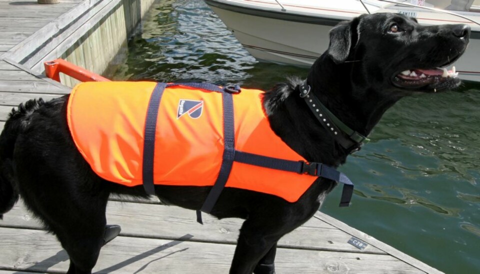 Holder hunden flytende
