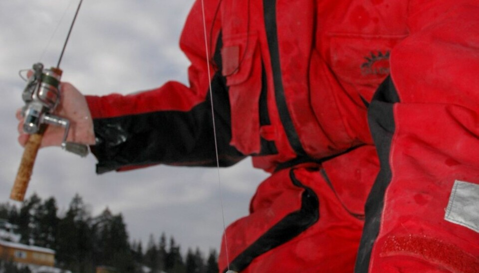 ISFISKET SJØØRRET: Det er bare lov til å fiske med ei stang etter sjøørret fra isen (med unntak av Drammensfjorden, der du kan bruke to). Bruker du flere stenger, må de andre derfor plasseres slik at det ikke er en nærliggende mulighet for at de fanger sjøørret.
