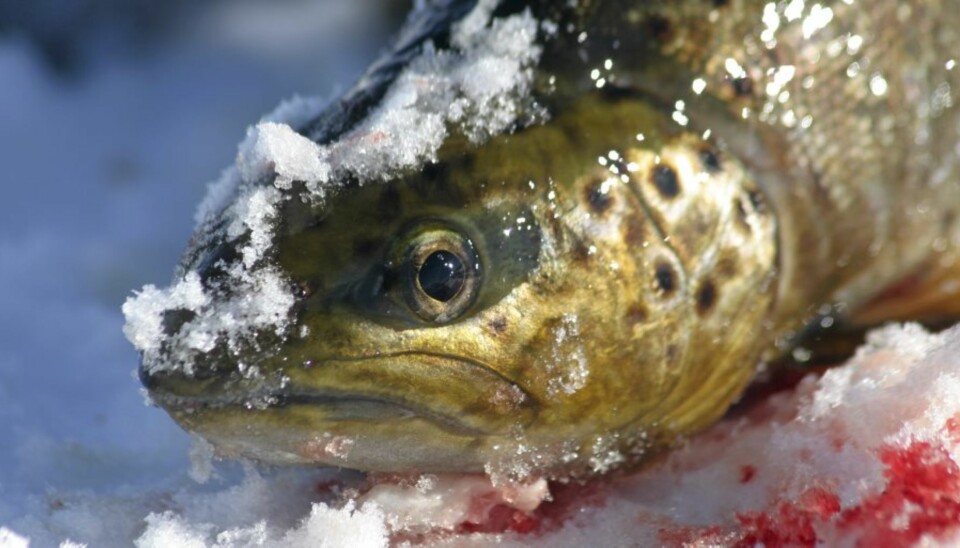 Vinterørret på ståsnøre