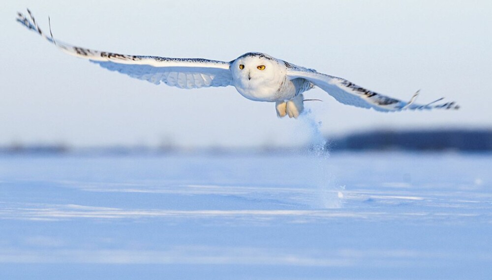 Kjartan Trana er en av fotografene som fikk gull for sitt flotte bilde av snøugle.