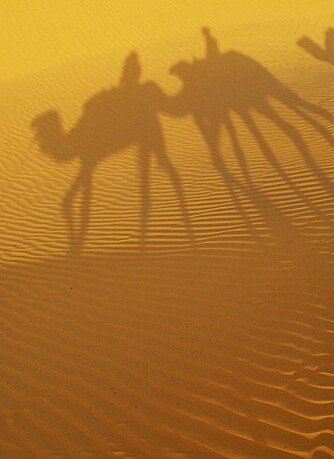 BEDUIN: En kameltur er vel verdt pengene.